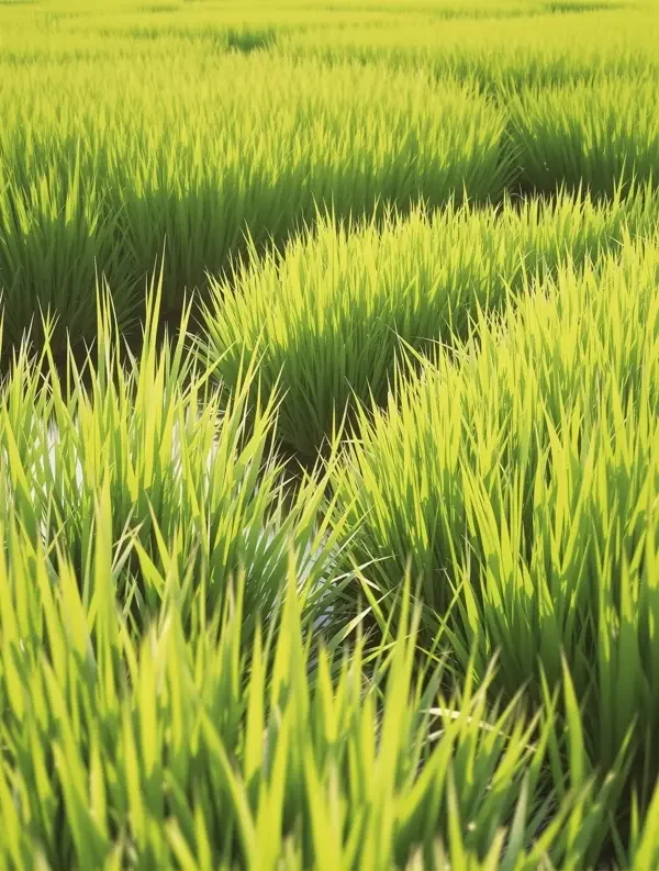 风吹过稻田 - 三妹影院 风吹过稻田封面